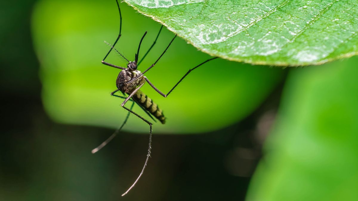 The Best Mosquito Control Strategy for Large Yards in 2026