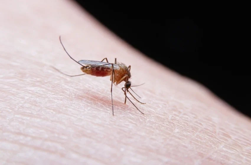 How to Protect Your Home from Mosquitoes All Year Round: A Complete Homeowner Guide